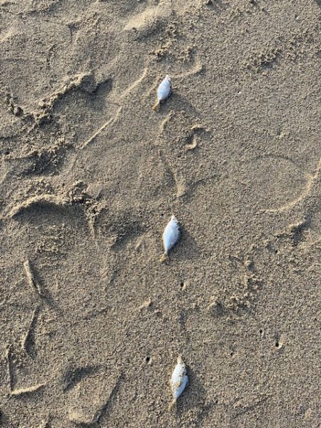 チーム主催の大会を実施しました