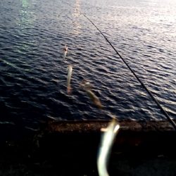 秋の風物詩　さより