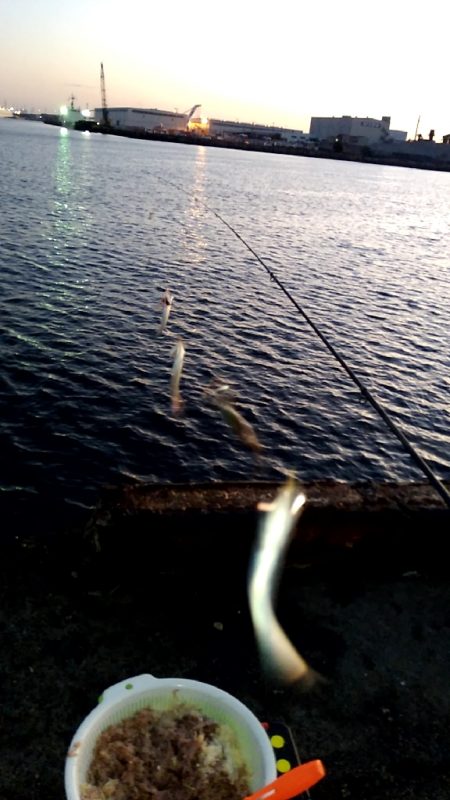 秋の風物詩　さより