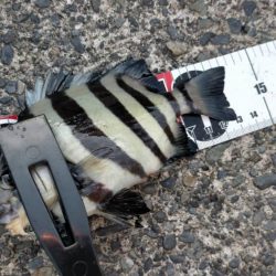 ぺんぺんシイラとサンバソウのせいでサヨリが釣れない