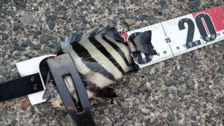 ぺんぺんシイラとサンバソウのせいでサヨリが釣れない