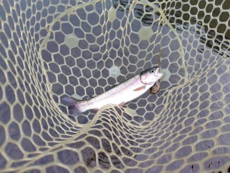 船釣りが中止になってしまったので・・・