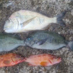 和歌山市江（吉丸渡船）でグレ釣り
