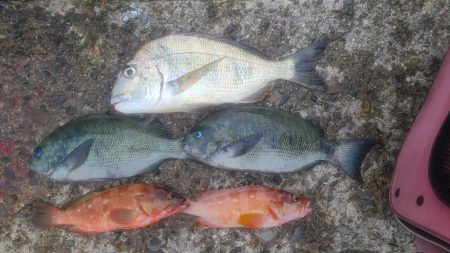 和歌山市江（吉丸渡船）でグレ釣り