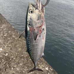 津久見　保戸島