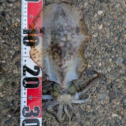 アジング、エギング