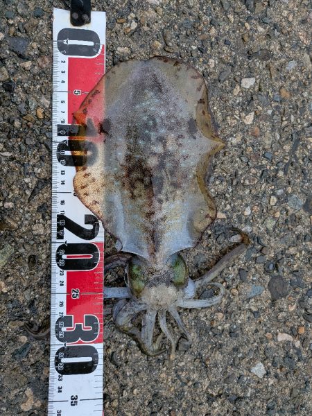 アジング、エギング