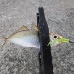 豆アジ湧いてます