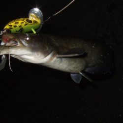 終盤戦のナマズ