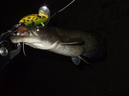 終盤戦のナマズ