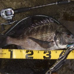 トップチヌはベイトと水深次第