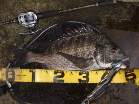 トップチヌはベイトと水深次第