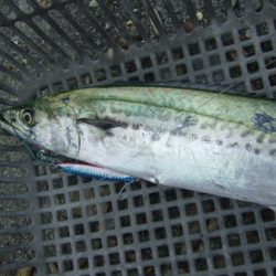 朝マズメは不発