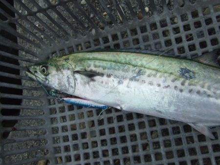 朝マズメは不発