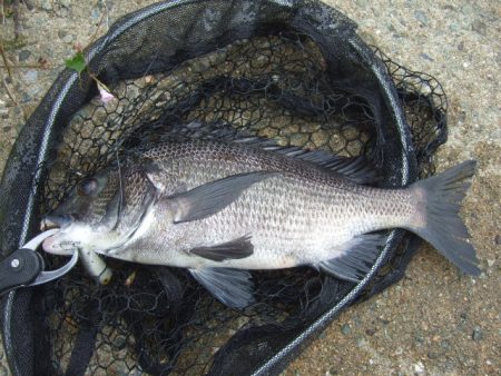 強風下でも出た