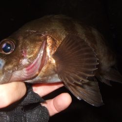 強風下のベイトアジングで中アジ