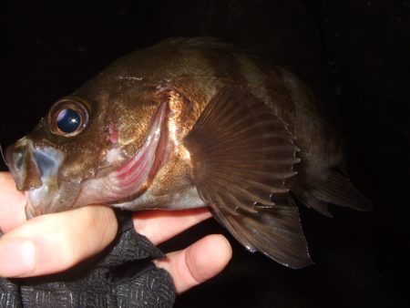 強風下のベイトアジングで中アジ