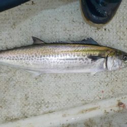 サワラキャスティング爆釣〜タツ建丸〜