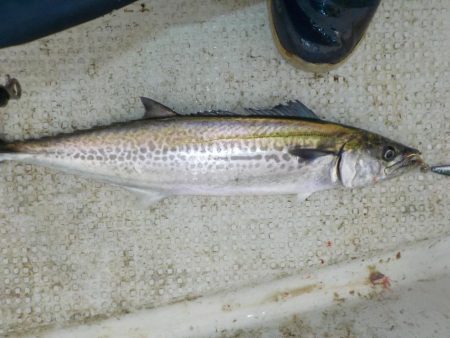 サワラキャスティング爆釣〜タツ建丸〜