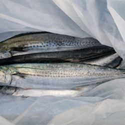 サゴシ群れてました