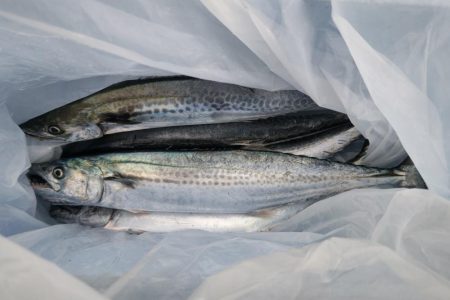 サゴシ群れてました