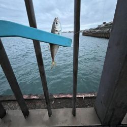 サビキの時期終了の使い現る