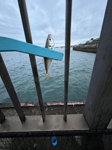 サビキの時期終了の使い現る