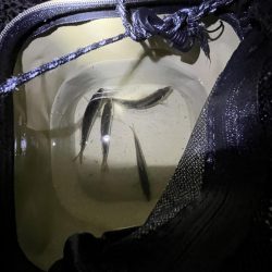 サビキ　冬の季節