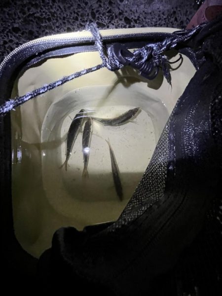 サビキ　冬の季節