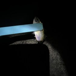 まだギリギリアジと遊ぶ