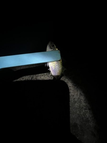 まだギリギリアジと遊ぶ