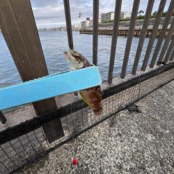 まだサビキはいけるはず‥