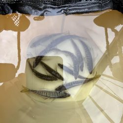 釣果も天気も寒い