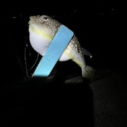 まサピキはは釣れそう？！