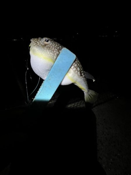 まサピキはは釣れそう？！