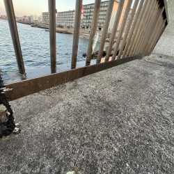 サビキはまだいける