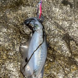 エギング 佐渡遠征④