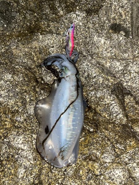 エギング 佐渡遠征④