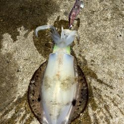 エギング　新潟市内ホーム釣行