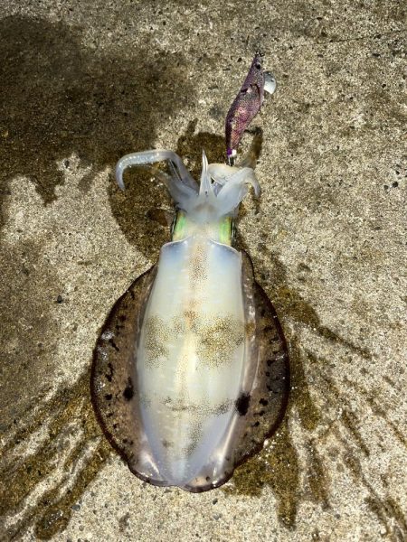 エギング　新潟市内ホーム釣行