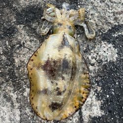 エギング　佐渡遠征⑤