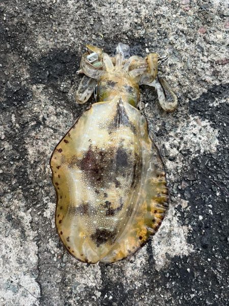 エギング　佐渡遠征⑤