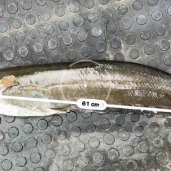 カナツルベ(かなつるべ)