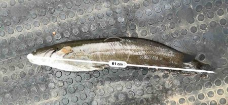 カナツルベ(かなつるべ)