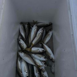 たかたかの釣り日記