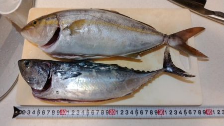 日本海ジギング