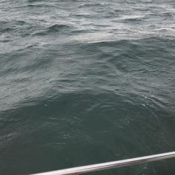 大阪湾インショアキャスティングでサゴシ祭り