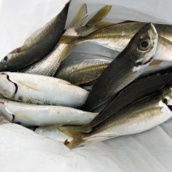 デイ2ナイト2キャッチ