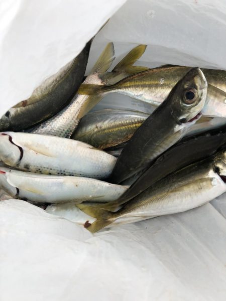 デイ2ナイト2キャッチ