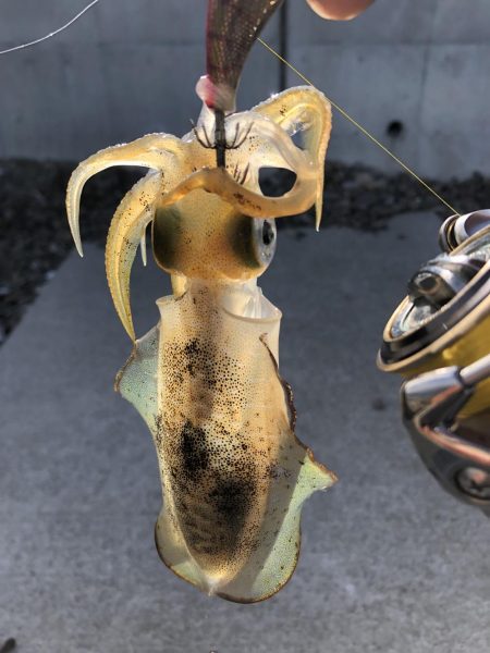 サイトエギング三昧